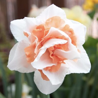 Daffodil ' Replete'