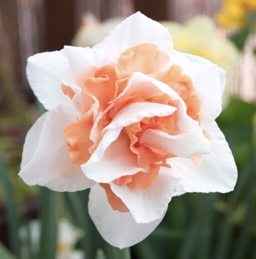 Daffodil ' Replete'