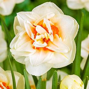 Daffodil 'Flower Parade'