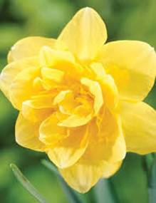 Daffodil ' Safina'