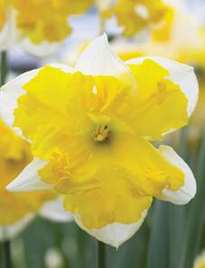 Daffodil 'Chanterelle'