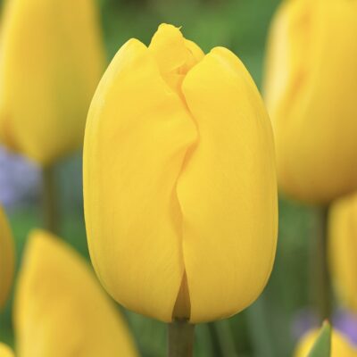 Tulip Jan Van Ness