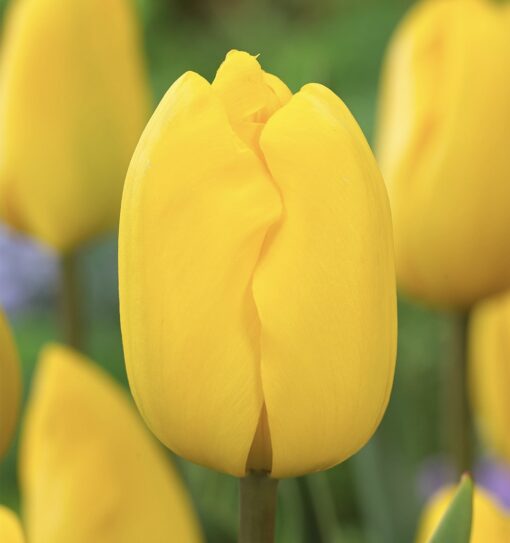 Tulip Jan Van Ness