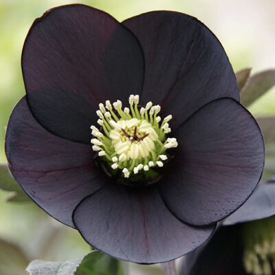 Hellebore Black
