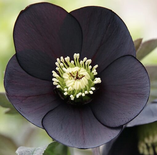 Hellebore Black