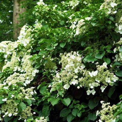 Hydrangea climbing