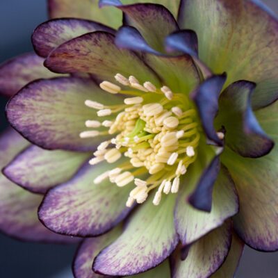 Hellebore double green and purple bicolour