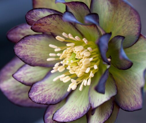 Hellebore double green and purple bicolour