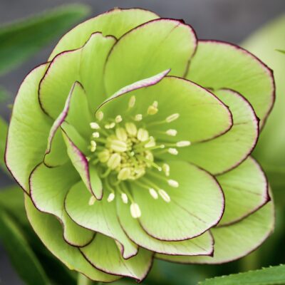 Hellebore double green picotee