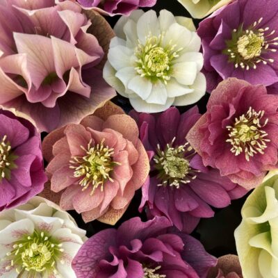 Hellebore double pastel