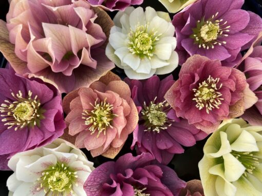Hellebore double pastel