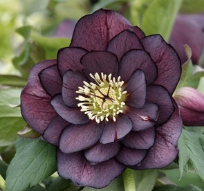 Hellebore double purple