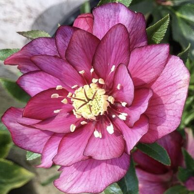 Hellebore double rose pink