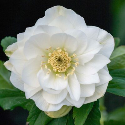 Hellebore double white