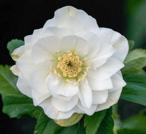 Hellebore double white