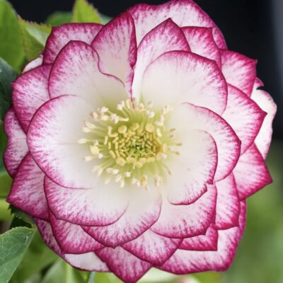 Hellebore double white painted