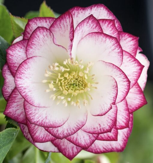 Hellebore double white painted