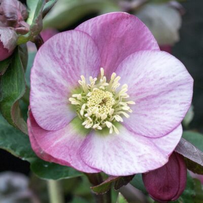Hellebore pale pink