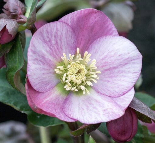 Hellebore pale pink