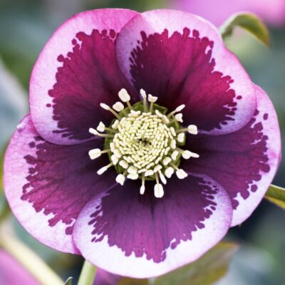 Hellebore pink spotted