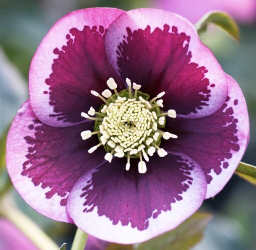 Hellebore pink spotted