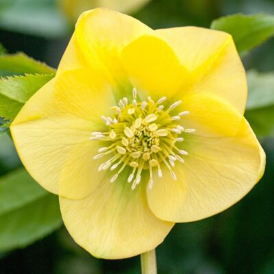 Hellebore primrose yellow