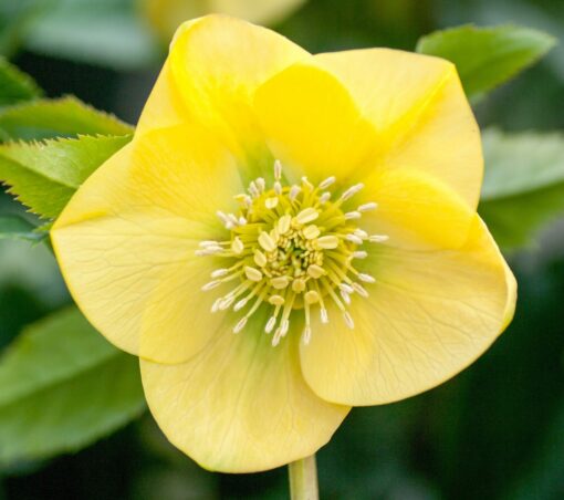 Hellebore primrose yellow