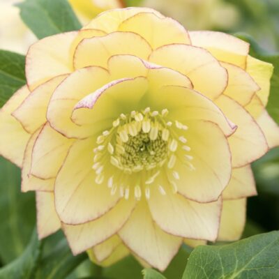 Hellebore double primrose yellow spotted