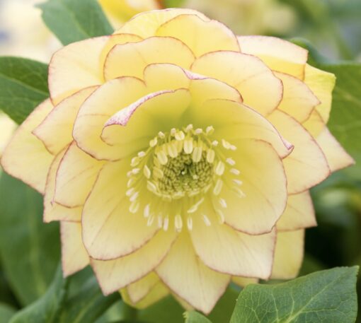 Hellebore double primrose yellow spotted