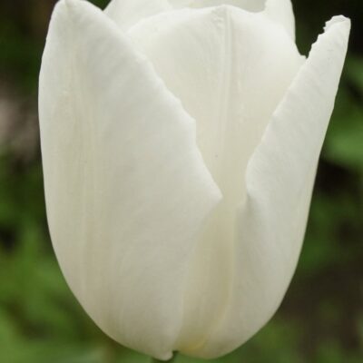 Tulip snowboard white