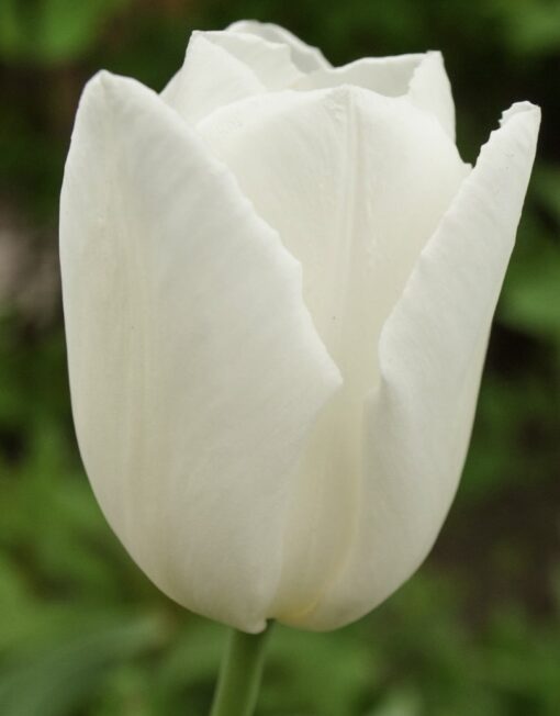 Tulip snowboard white