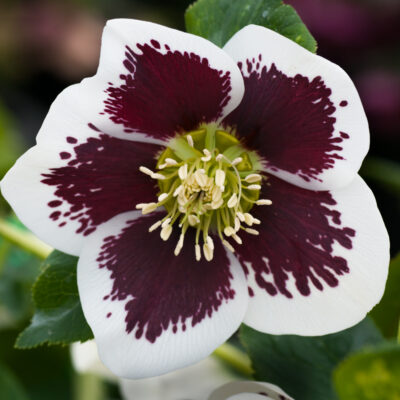 Hellebore white blotched