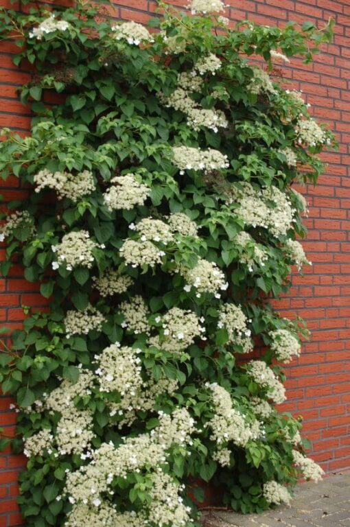 Hydrangea climbing - Image 2