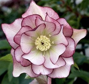 Hellebore double bicolors