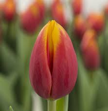 Tulip Hennie van der most