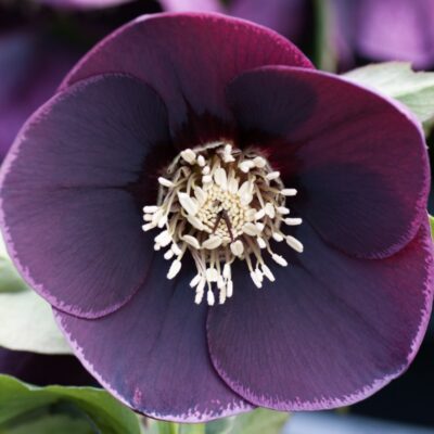 Hellebore reverse picotee