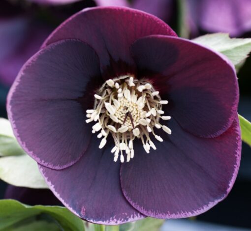 Hellebore reverse picotee