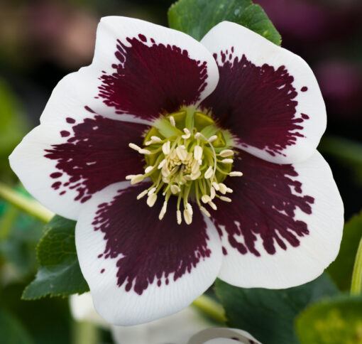 Hellebore white blotched - Image 2