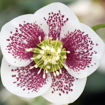 Hellebore white spotted